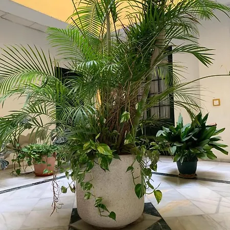 Sibilina House Centro Jerez *