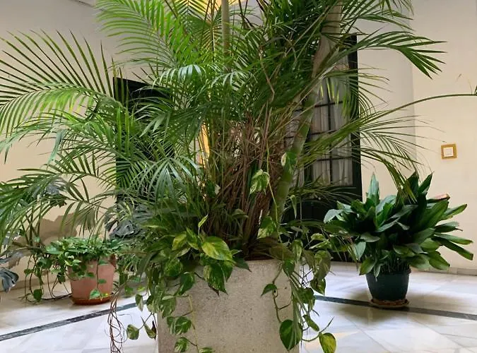 Sibilina House Centro Jerez *